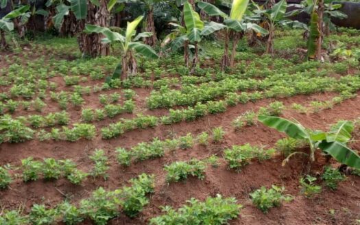 Fully Functional Integrated Farm with Accommodation