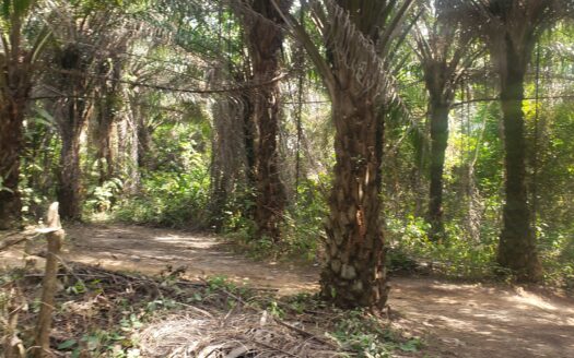 Oil Palm Plantation